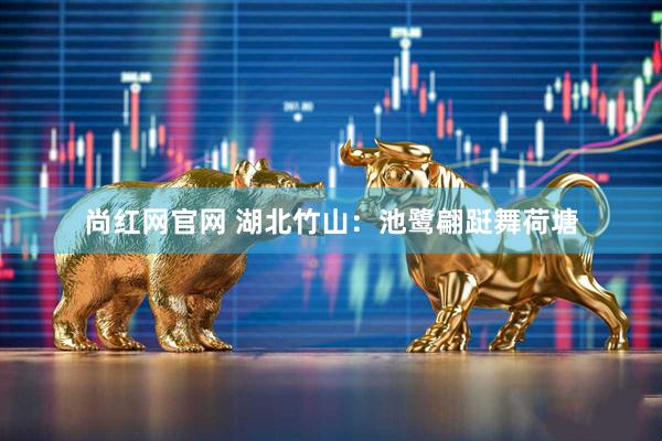 尚红网官网 湖北竹山：池鹭翩跹舞荷塘